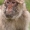 Monkey Forest