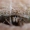 Peepo, jumping spider