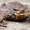 Ribbit