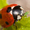 Aphid Control