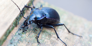 Beetle