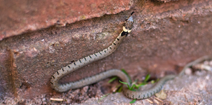 Grass Snake